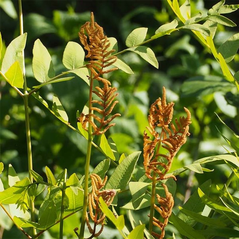 Osmunda japonica - Fougère (Floraison)