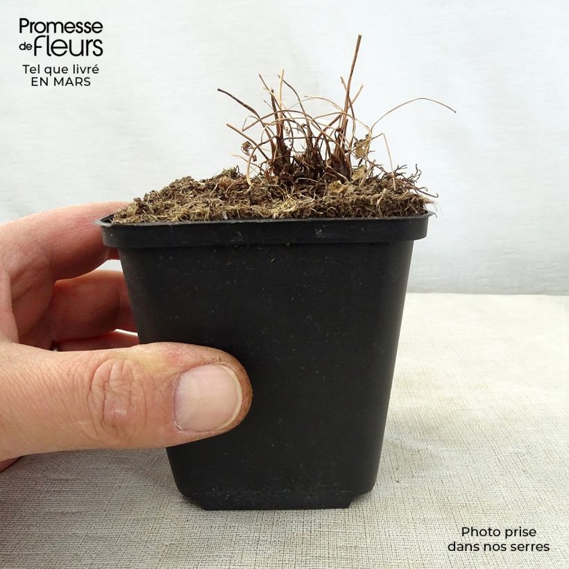 Spécimen de Osmunda japonica - Fougère Godet de 9cm tel que livré au printemps