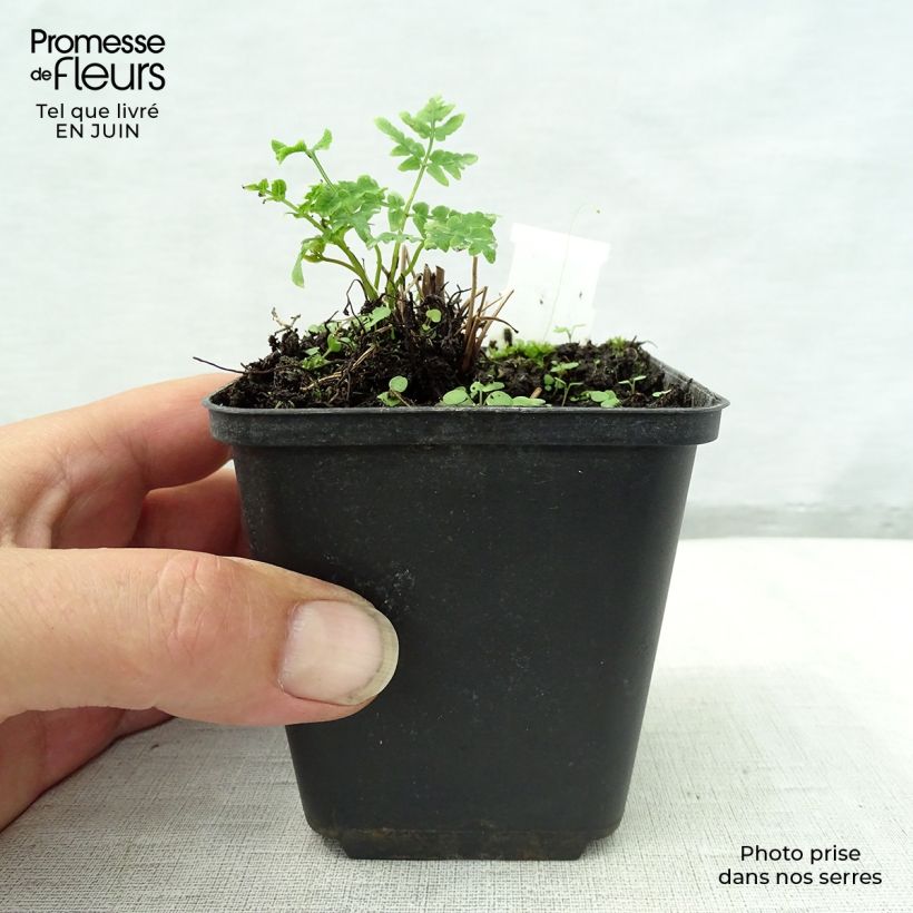Spécimen de Osmunda japonica - Fougère Godet de 8/9 cm tel que livré en été