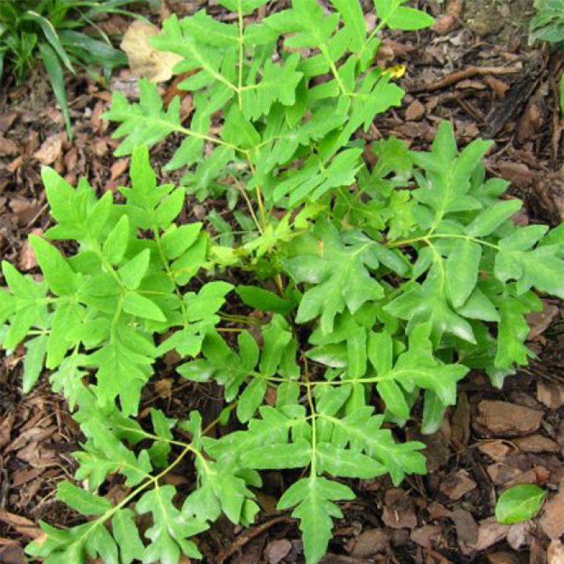 Osmunda regalis Cristata - Osmonde royale, fougère (Feuillage)