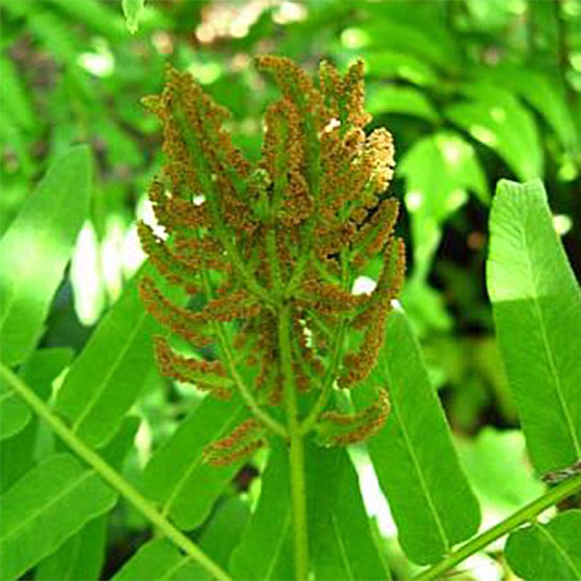 Osmunda regalis Cristata - Osmonde royale, fougère (Floraison)