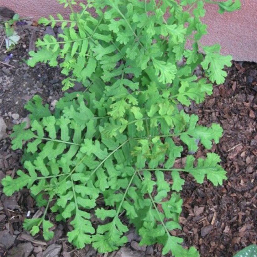 Osmunda regalis Cristata - Osmonde royale, fougère (Port)