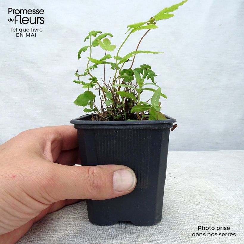 Spécimen de Osmunda regalis Purpurascens - Osmonde royale, fougère Godet de 9cm tel que livré au printemps