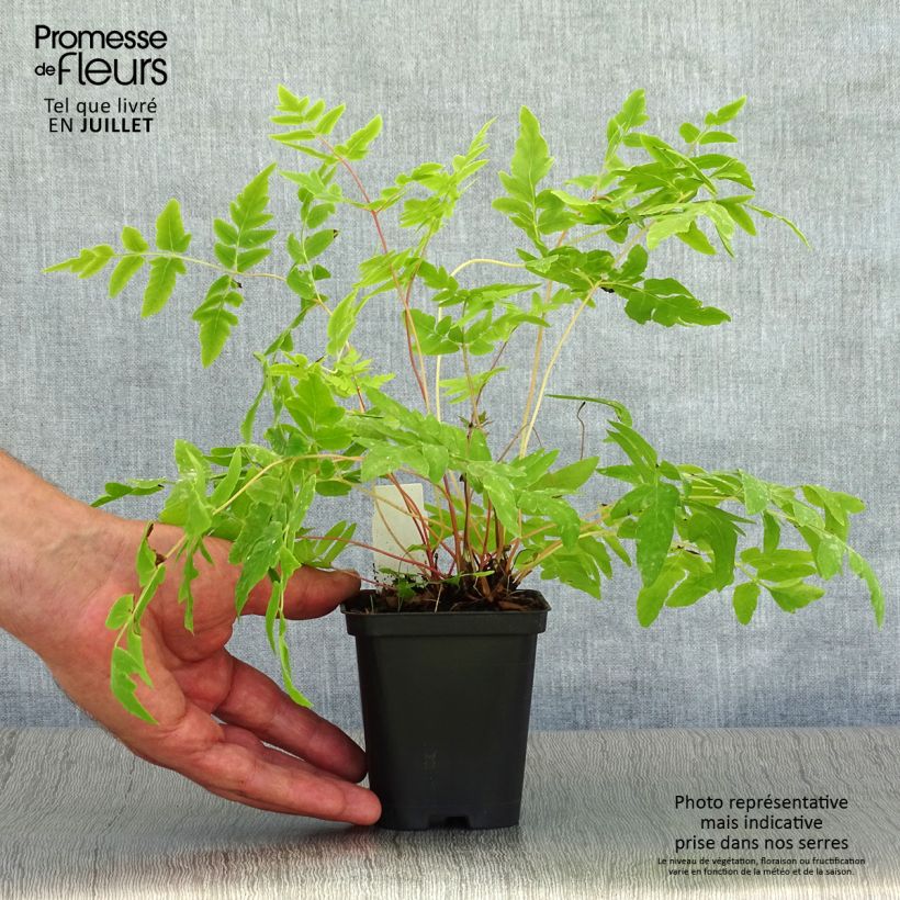 Spécimen de Osmunda regalis Purpurascens - Osmonde royale, fougère Godet de 8/9 cm tel que livré en été