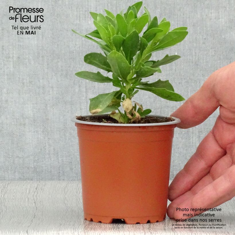 Spécimen de Osteospermum Cape Daisy White - pot de 10/11cm tel que livré au printemps