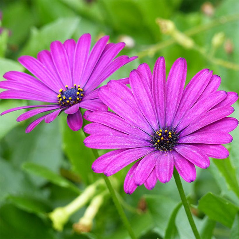 Osteospermum Deep Purple  (Floraison)