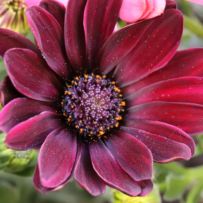 Osteospermum Dalina Red Dark (Floraison)