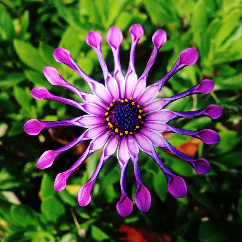 Osteospermum Flower Power Spider Pink (Floraison)