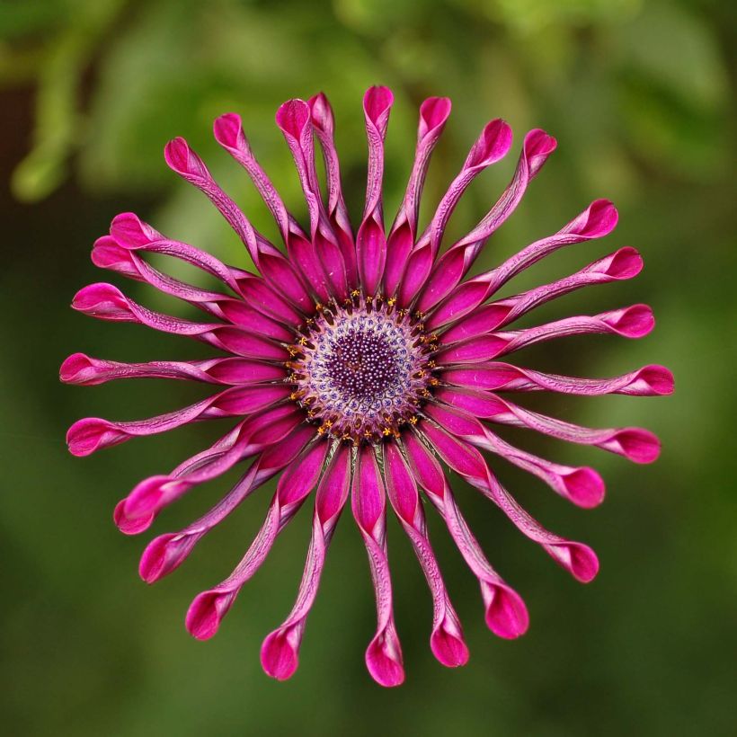 Osteospermum Flower Power Spider Purple (Floraison)