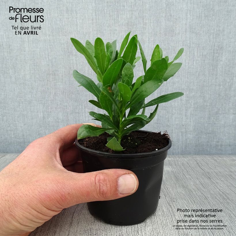 Spécimen de Osteospermum Flower Power Spider Purple - Pot de 10 cm/11cm tel que livré au printemps