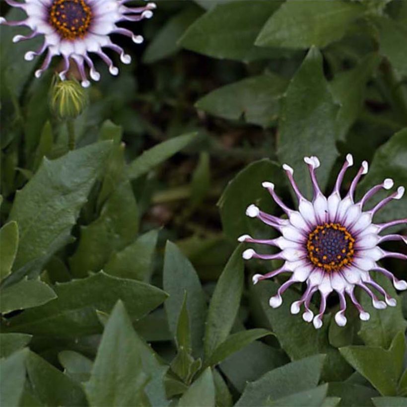 Osteospermum Flower Power Spider White (Floraison)