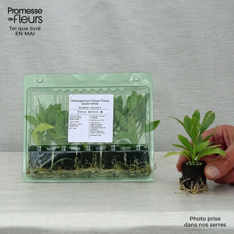 Spécimen de Osteospermum Flower Power Spider White Mini-motte 4 cm tel que livré au printemps