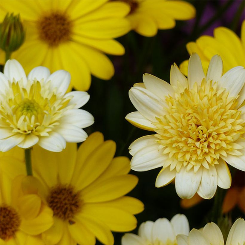 Osteospermum Summersmile Double Golden Yellow (Floraison)