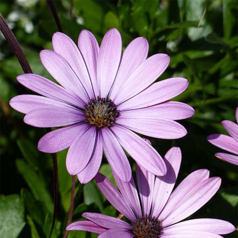 Osteospermum Summersmile Soft Violet (Floraison)