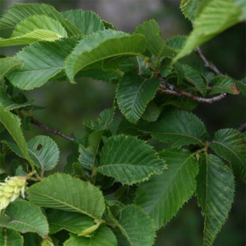 Charme houblon - Ostrya carpinifolia (Feuillage)