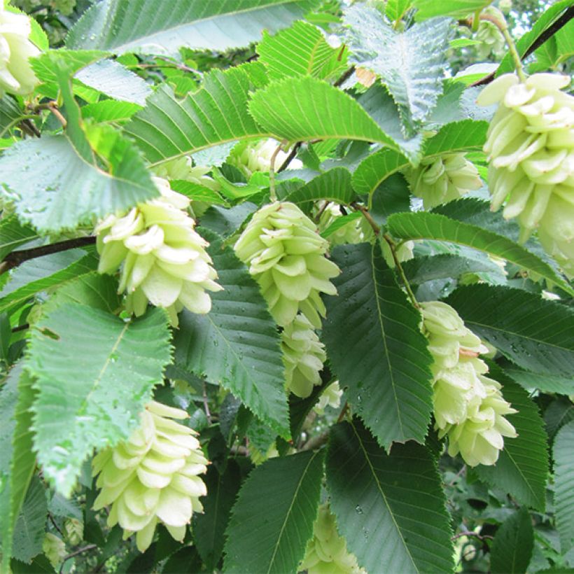 Charme houblon - Ostrya carpinifolia (Floraison)