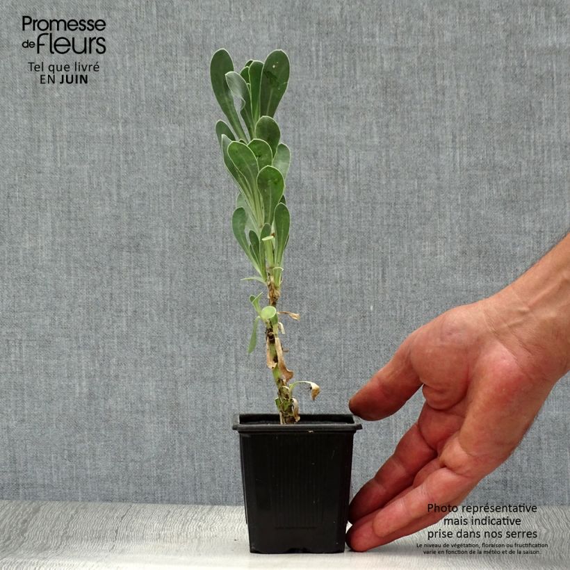 Spécimen de Othonna ou Othonnopsis cheirifolia - Othonne à feuilles de giroflée Godet de 8/9 cm tel que livré en été