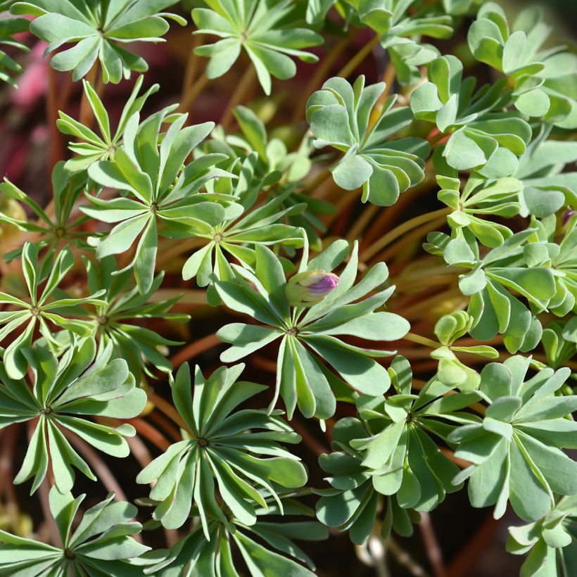 Oxalis adenophylla (Feuillage)