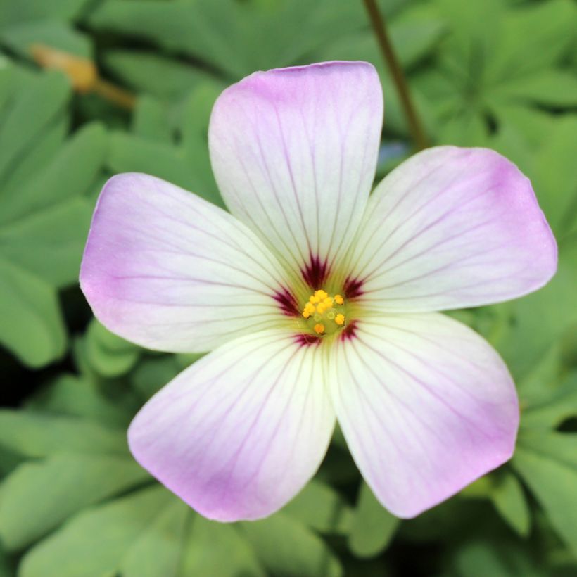 Oxalis adenophylla (Floraison)