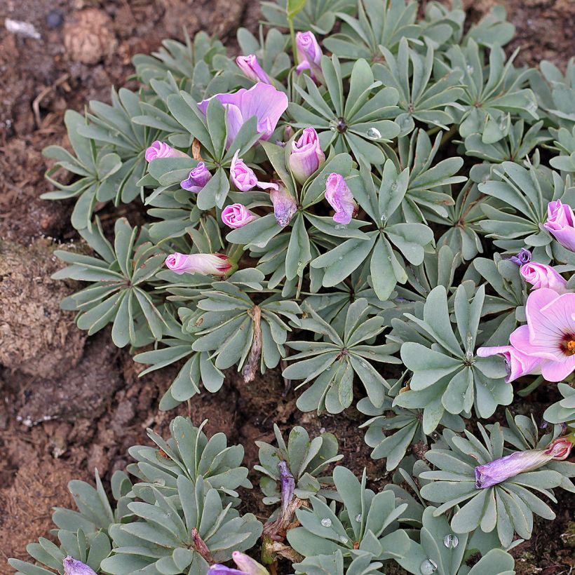 Oxalis adenophylla (Port)