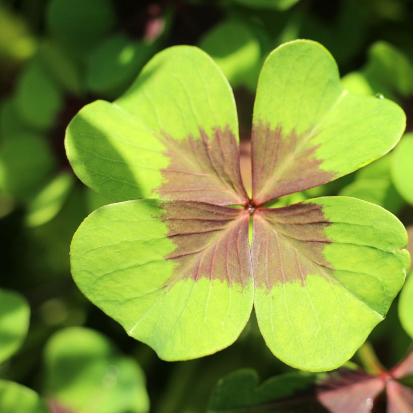 Oxalis deppei - Faux trèfle à quatre feuille (Feuillage)