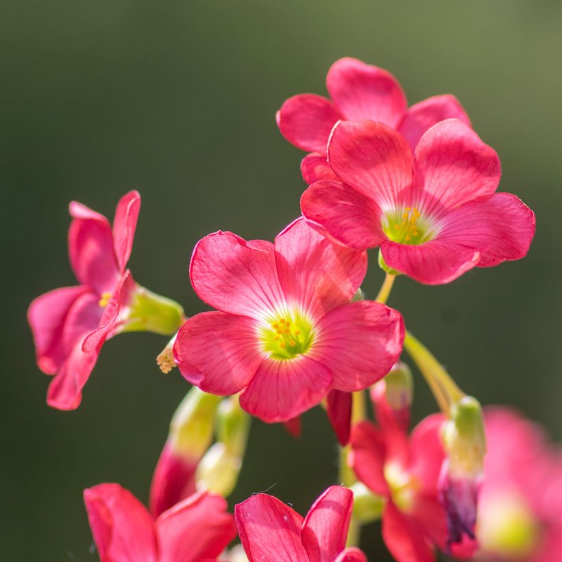 Oxalis triangulaire, Faux-trèfle à fleurs roses, Oxalis regnellii ssp  triangularis : planter, cultiver, multiplier