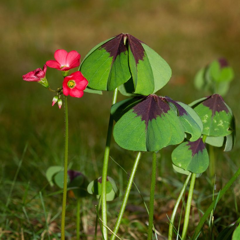 Oxalis deppei - Faux trèfle à quatre feuille (Port)