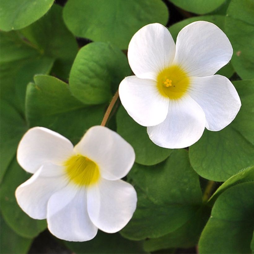 Oxalis purpurea Alba (Floraison)