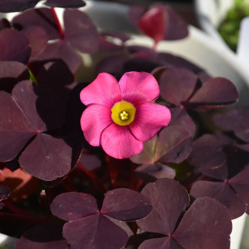 Oxalis purpurea Garnet (Floraison)