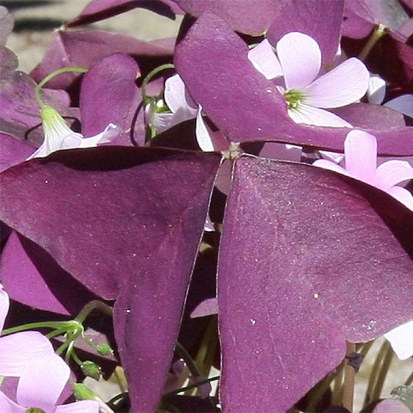 Oxalis triangularis ssp.papilionacea Atropurpurea (Feuillage)