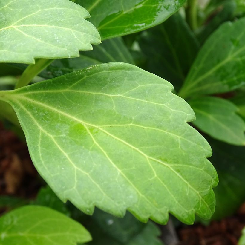 Pachysandra terminalis Green Carpet (Feuillage)