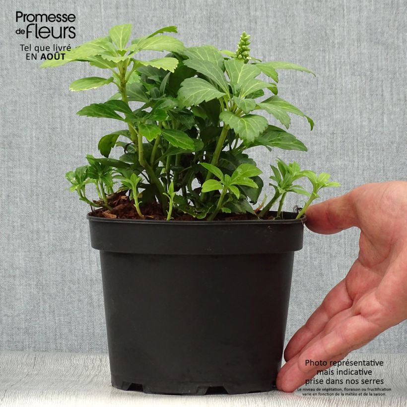 Spécimen de Pachysandra terminalis Green Carpet tel que livré en ete