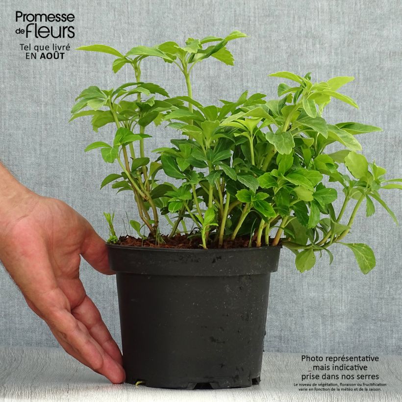 Spécimen de Pachysandra terminalis tel que livré en ete