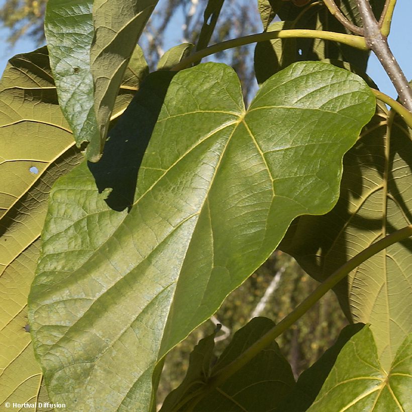 Paulownia fortunei Fast Blue (Feuillage)