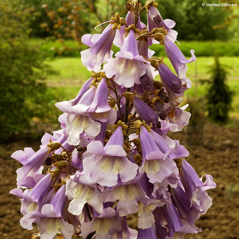 Paulownia fortunei Fast Blue (Floraison)