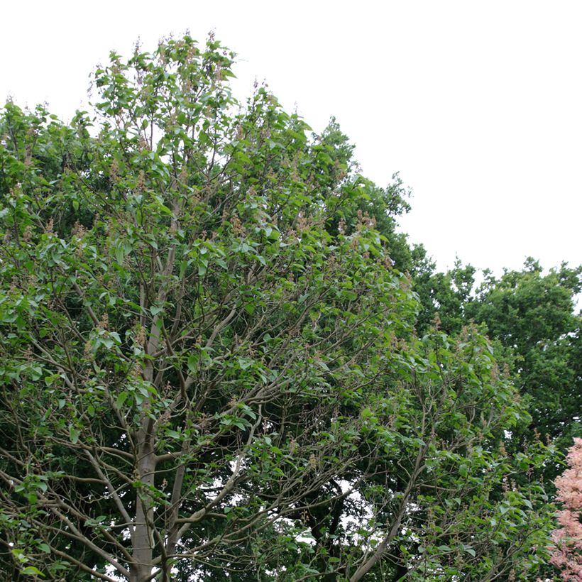 Paulownia fortunei Fast Blue (Port)