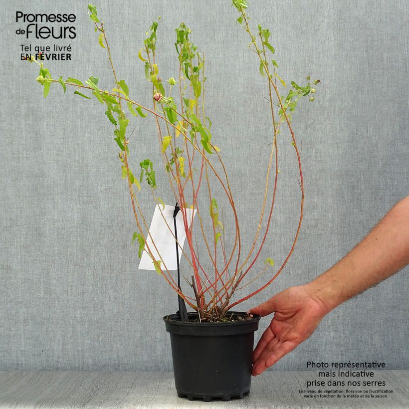 Spécimen de Pavonia hastata - Pavonie hastée Pot de 2L/3L tel que livré en automne