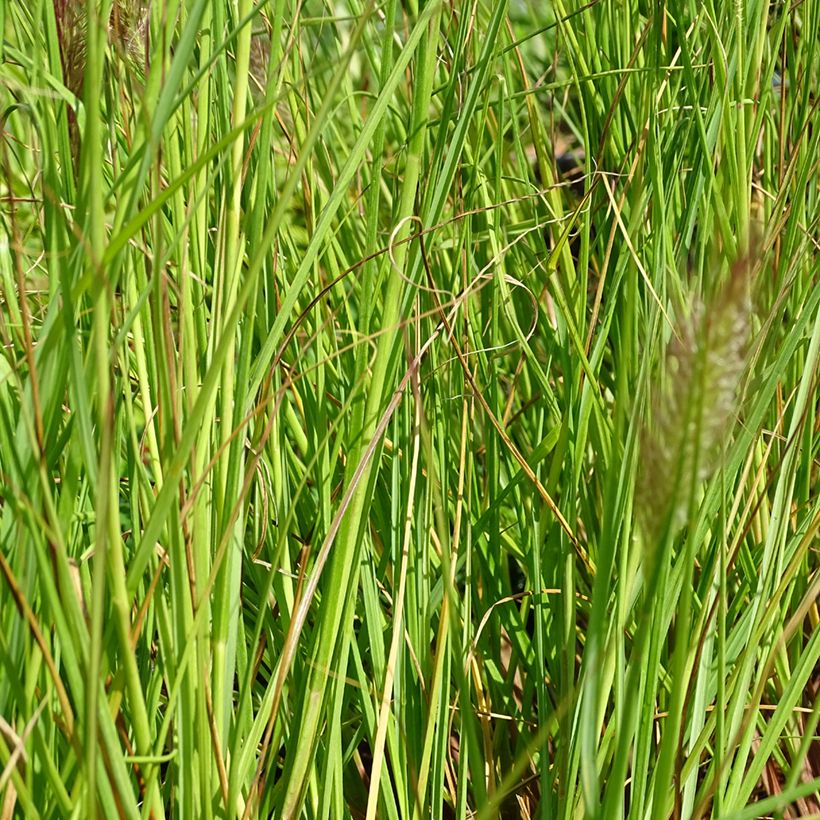 Pennisetum alopecuroides Cassian - Herbe aux écouvillons (Feuillage)