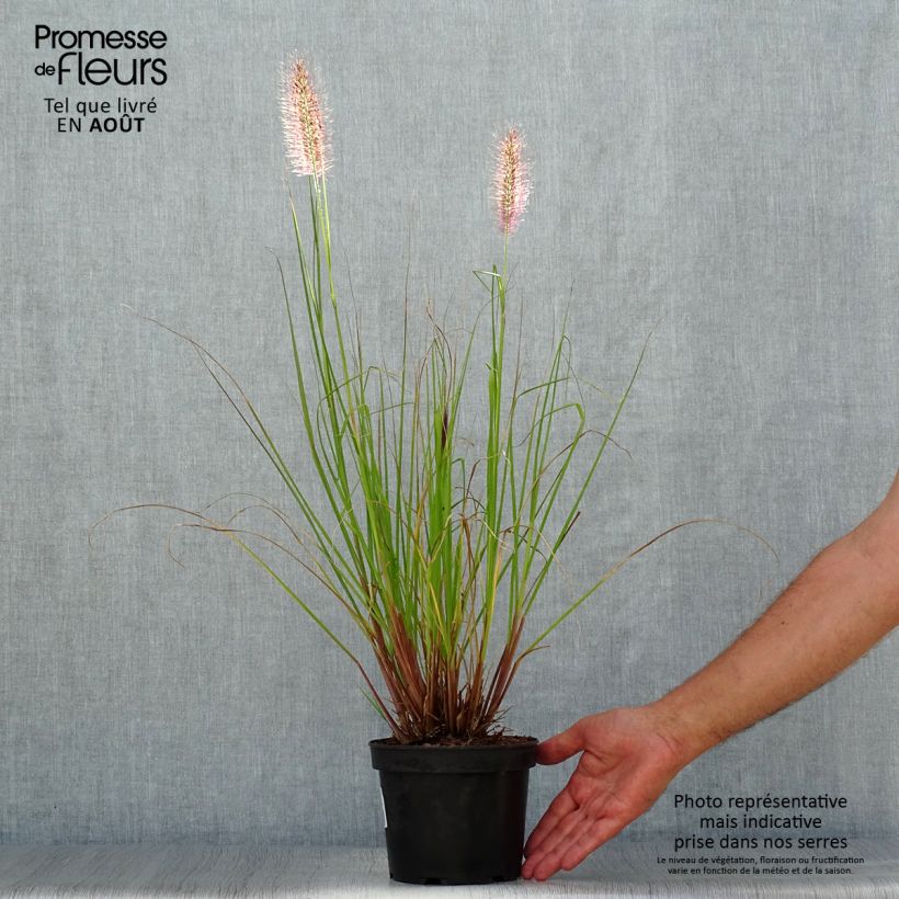 Spécimen de Pennisetum alopecuroides Cassian - Herbe aux écouvillons Pot de 2L/3L tel que livré en été