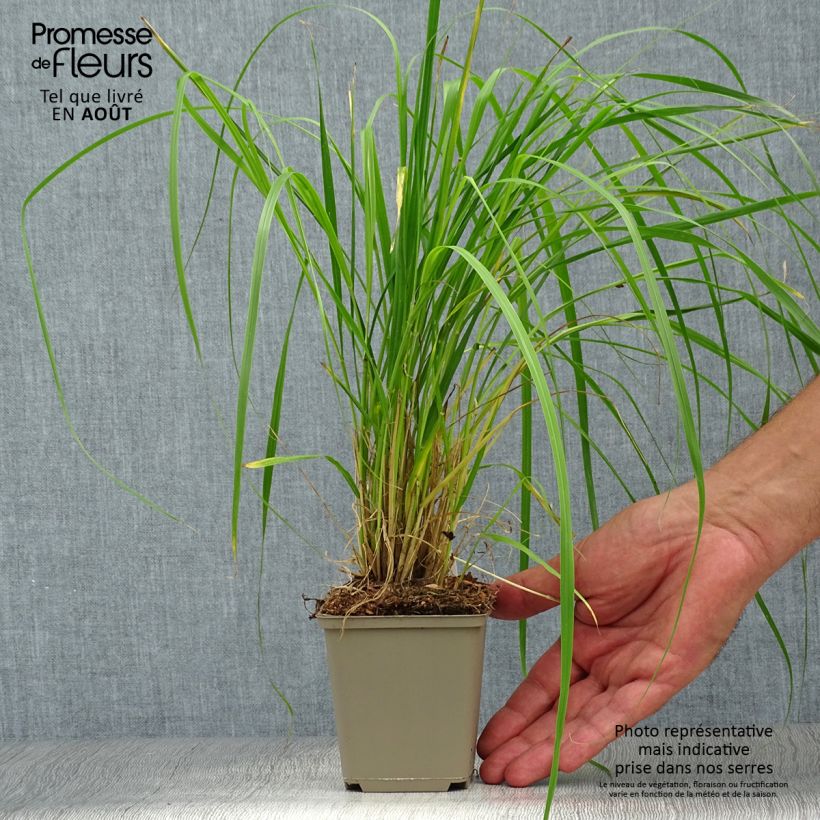 Spécimen de Pennisetum thunbergii - Herbe aux écouvillons pourpres Godet de 8/9 cm tel que livré en été