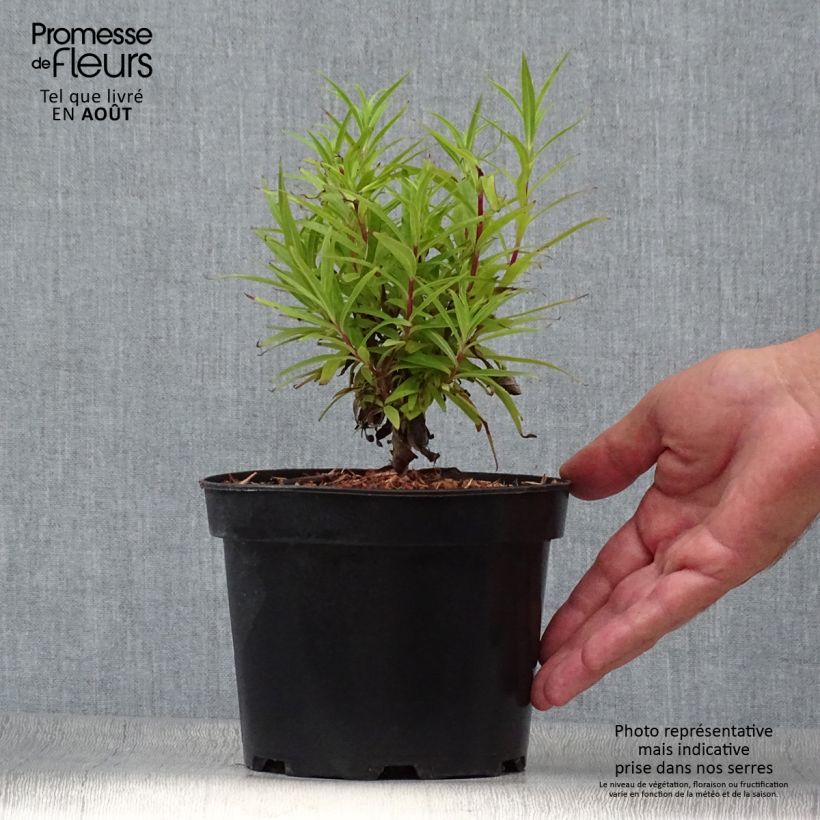 Spécimen de Penstemon hybride Blackbird - Galane Pot de 2L/3L tel que livré en été