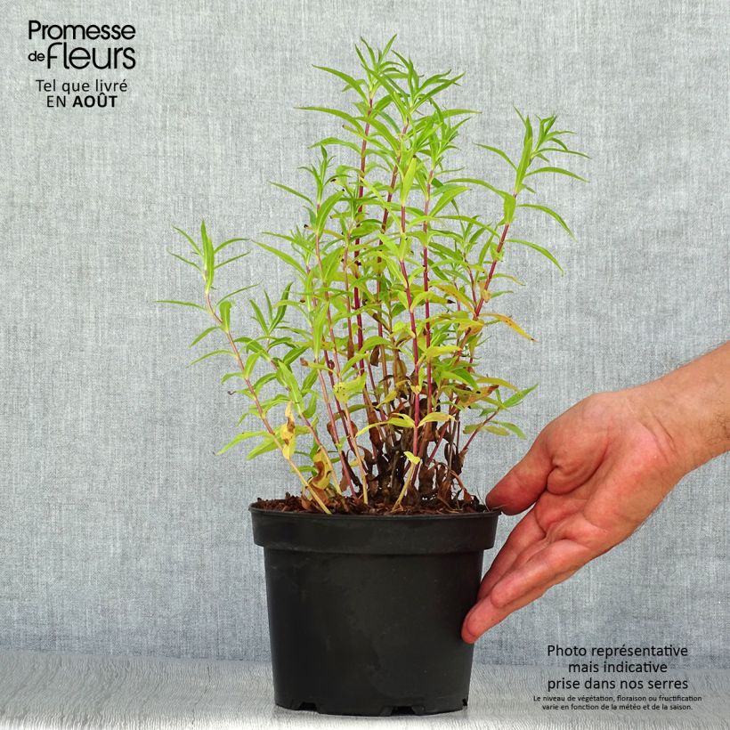 Spécimen de Penstemon hybride Sour Grapes - Galane Pot de 2L/3L tel que livré en été