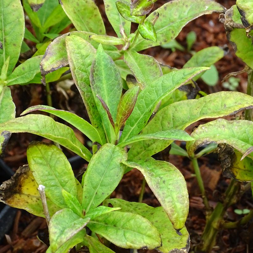 Phlox paniculata Amethyst (Feuillage)