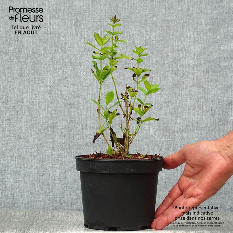 Spécimen de Phlox paniculata Amethyst Pot de 2L/3L tel que livré en été