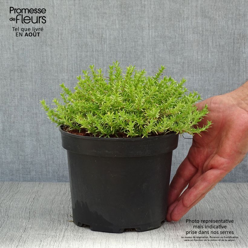 Spécimen de Phlox douglasii Lilac Cloud - Phlox mousse Pot de 2L/3L tel que livré en été