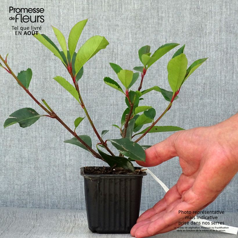 Spécimen de Photinia fraseri Red Robin Godet de 8/9 cm tel que livré en été
