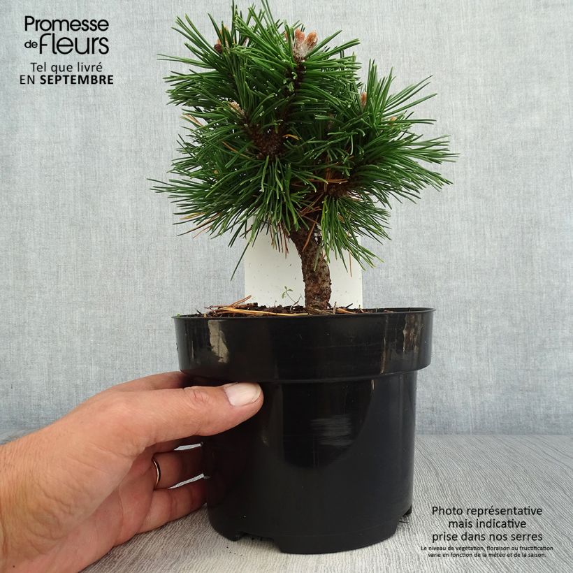 Spécimen de Pin de montagne - Pinus mugo Benjamin tel que livré en automne