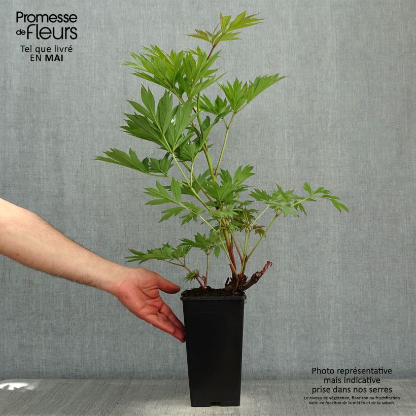 Spécimen de PIvoine Itoh Julia Rose Pot - Souche de 3 à 5 yeux tel que livré au printemps