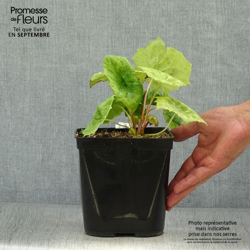 Spécimen de Podophyllum Spotty Dotty - Dysosma Pot de 3L/4L tel que livré en automne