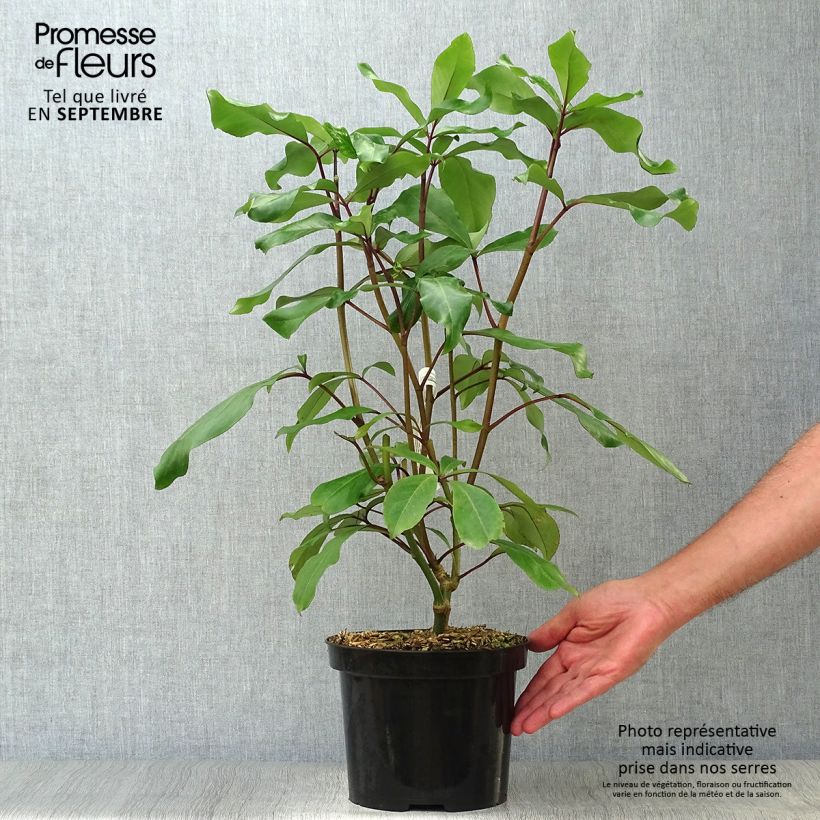 Spécimen de Pseudopanax laetus  Pot de 3L/4L tel que livré en automne